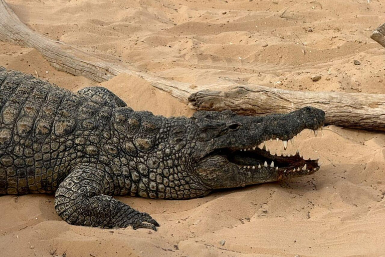 Djerba Explore: Crocodile Park & Lalla Hadria Museum Tour
