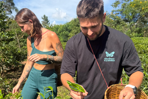 ELLA : Tea-Making Experience Tour with Tasting and Snacks