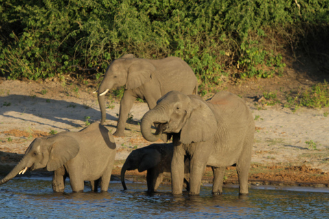 Victoria Falls: Safari game drive tour 3 hours