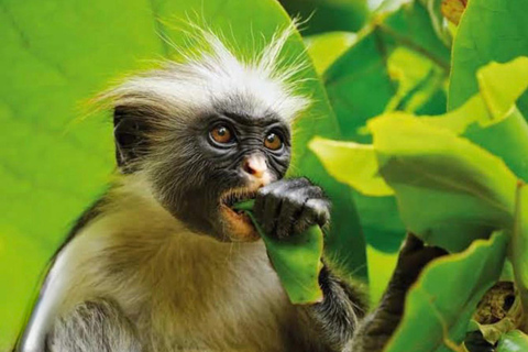 Zanzibar: las Jozani i jaskinia Salaam z odbiorem z hoteluWYCIECZKA PRYWATNA: z odbiorem z hotelu ze WSZYSTKICH HOTELI na Zanzibarze