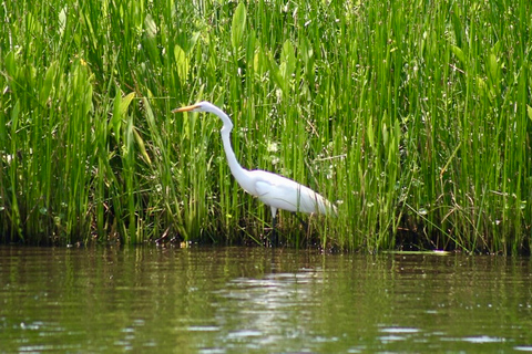 New Orleans: Swamp Tour on Covered Pontoon Boat Covered Swamp Tour with Transportation