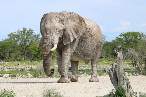 Nairobi: Amboseli National Park Guided Day Trip