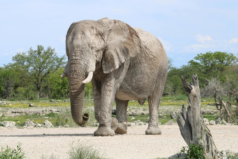 Nairobi: Amboseli National Park Guided Day Trip