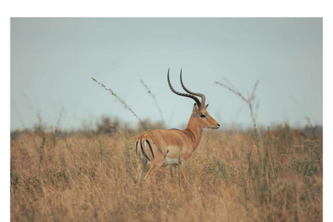 2 Dagen 1 Nacht Tarangire &amp; Ngorongoro Krater