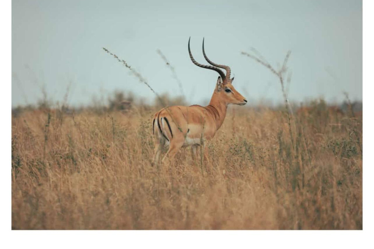 2 Dagen 1 Nacht Tarangire &amp; Ngorongoro Krater