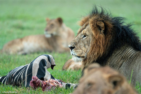 Masai mara: safari di gruppo di 3 giorni al Jambo mara lodge