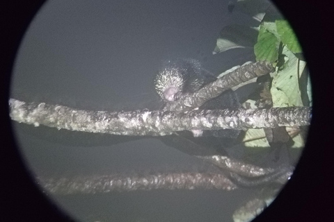 Monteverde: Passeggiata notturna nella foresta con una guida