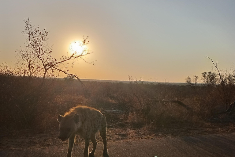 From Maputo: 2-Day Kruger Safari with Guided Bush Walk