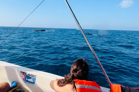 Puerto Escondido: Cruzeiro de observação de baleias e nadar com golfinhos