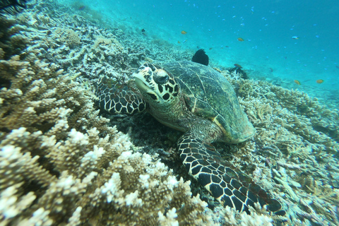 Viagem de 1 dia para mergulho com snorkel em Gili Layar/Gili Gede e Gili Rengit