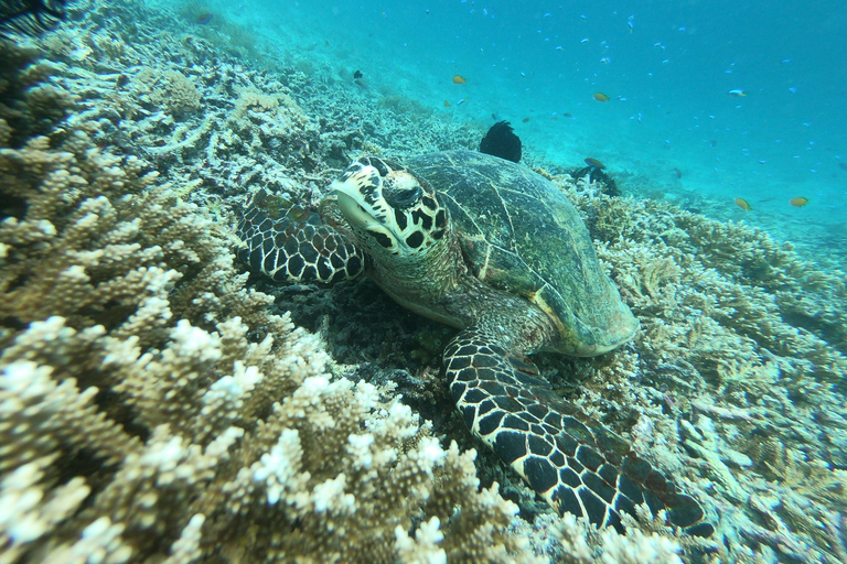 Excursion d&#039;une journée avec plongée en apnée Gili Layar/Gili Gede&amp;Gili Rengit