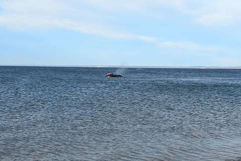 Puerto Madryn: El Doradillo Whale Watching Tour with Pickup