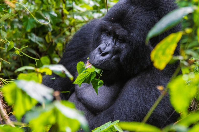 5 jours de safari Gorilles et Rafting en eaux vives