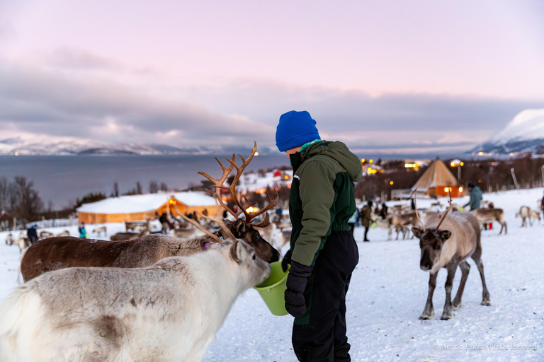 Tromsø: Reindeer Feeding & Sami Culture Express