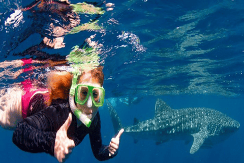 Lombok Sumbawa Best Sharing 2D1N Whale Shark With Snorkeling From Sumbawa Best Sharing 2D1N Whale Shark With Snorkeling