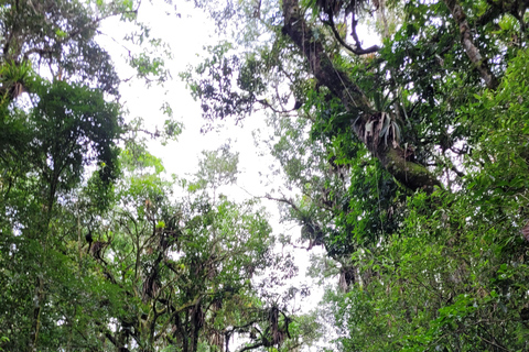 CAMINHO DO OURO - Guided tour Atlantic Forest, Waterfalls, Stories.