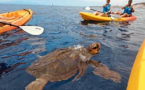  - Canarie.it