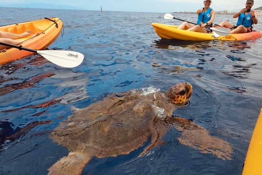 Teneriffa-Kajak-Safari: Meeresschutzgebiet & Entdeckung von Meereslebewesen. Foto: GetYourGuide Teneriffa-Kajak-Safari: Meeresschutzgebiet & Entdeckung von Meereslebewesen. Foto: GetYourGuide