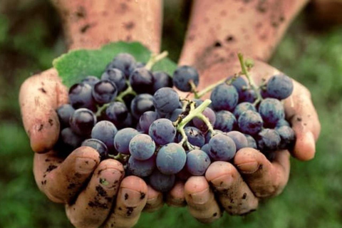 Lalez Wine Tasting, Wine Tour, Kayak & Full Lunch Experience German speaking private group