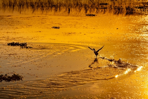 Kissimmee: billet d'excursion en hydroglisseur au coucher du soleil dans les Everglades de Boggy Creek