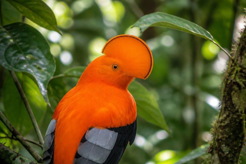 From Manaus: Presidente Figueiredo Birdwatching Tour