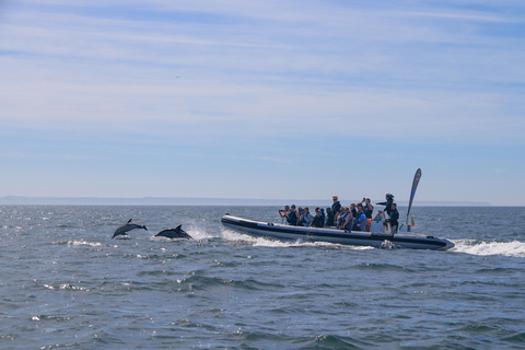 Lissabon: Bootstour zur DelfinbeobachtungLissabon: Bootstour mit Delfinbeobachtung