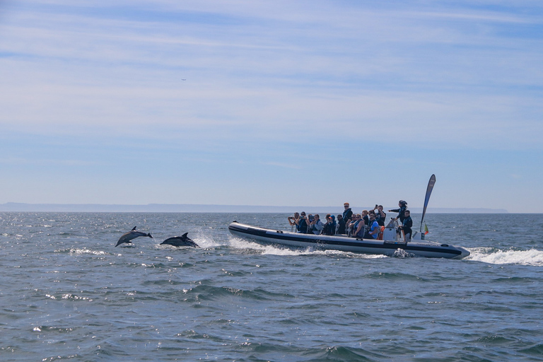 Lisbon: Dolphin Watching Boat Tour