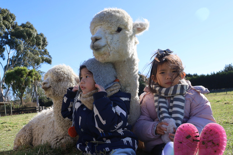 From Christchurch: Alpaca Farm Tour with Feeding and Guide