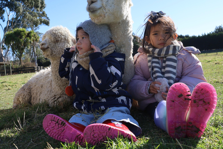 From Christchurch: Alpaca Farm Tour with Feeding and Guide
