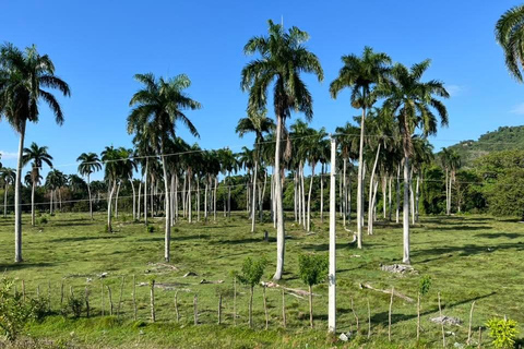 Puerto Plata: Countryside Tour with Butterfly Farm Visit