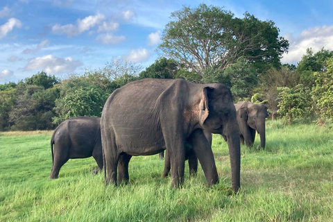 From Sigiriya: Minneriya National Park Private Safari Tour