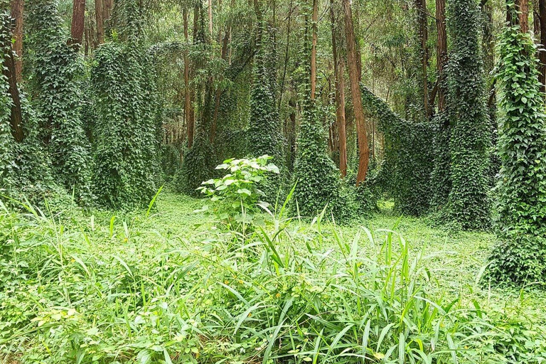 Nairobi: Karura Forest Walk & Waterfall Experience Tour