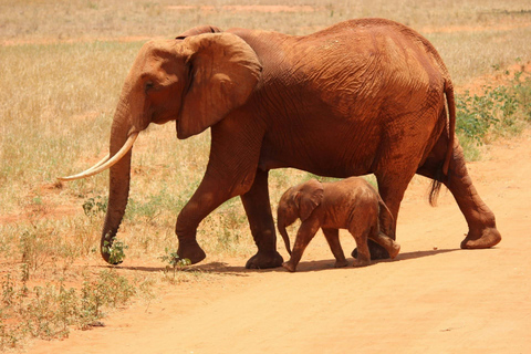 Mombasa: 5-Day Safari- Amboseli, SaltLick, Ziwani & Ngutuni