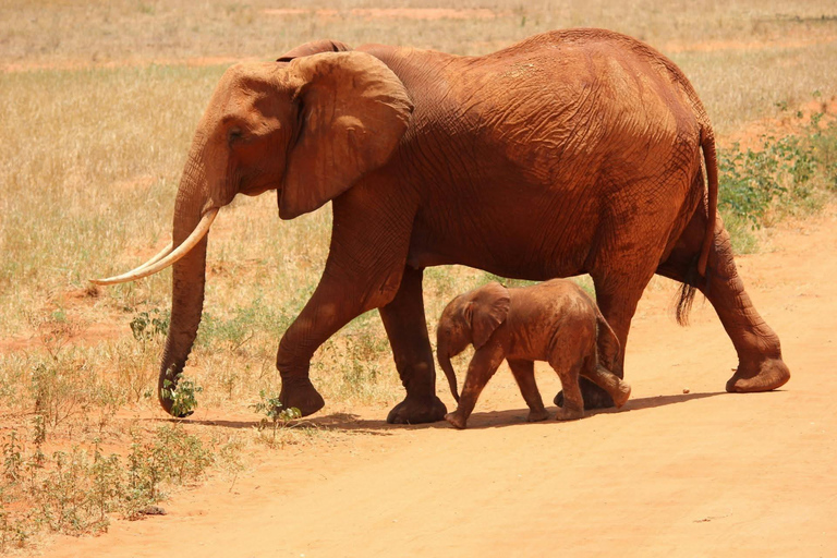 Mombasa: 5-Day Safari- Amboseli, SaltLick, Ziwani & Ngutuni
