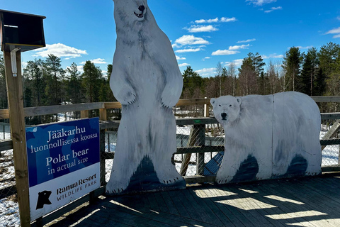 Lapland Day Tour: From Best Attractions to Midnight Sun