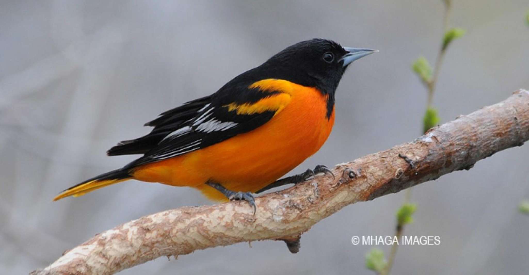 Saskatoon Riverbank Bird Walk - Housity