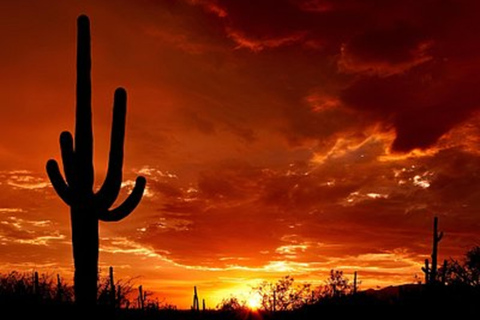 Phoenix: Saguaro National Park, Tombstone, & Bisbee Tour