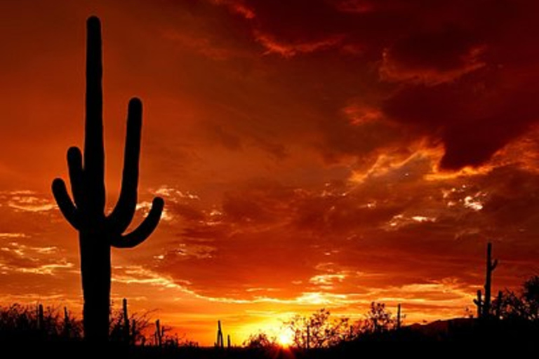 Phoenix: Saguaro National Park, Tombstone, & Bisbee Tour