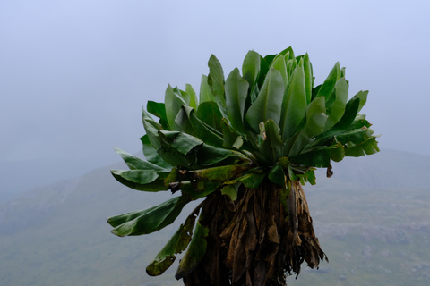 Aberdare National Park: Mount Satima Overnight Hike