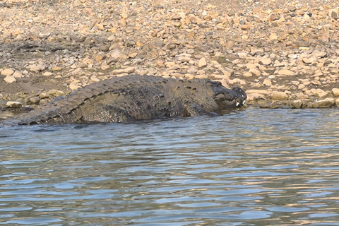 Chitwan National Park: Canoeing and Jungle Walk with Lunch