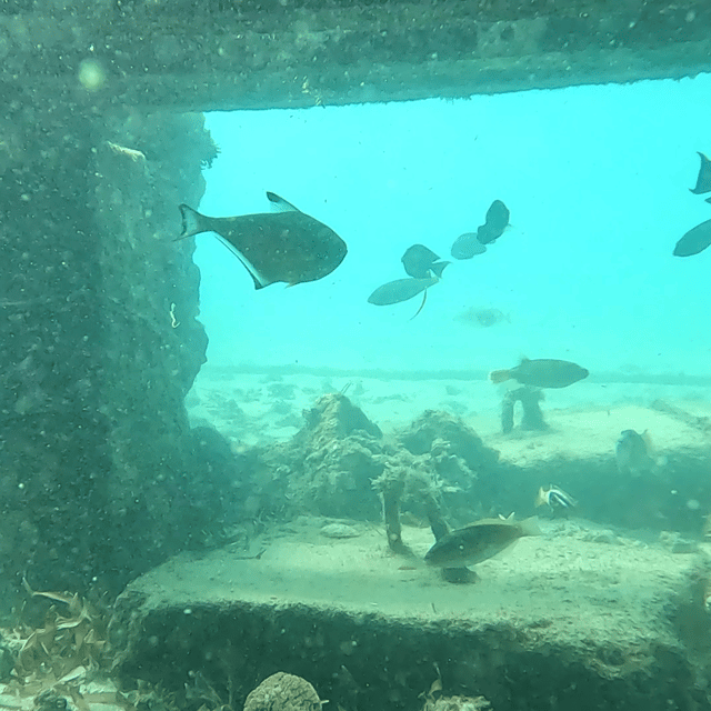 De Sanur a Nusa Penida Excursión de snorkel en 3 puntos GetYourGuide