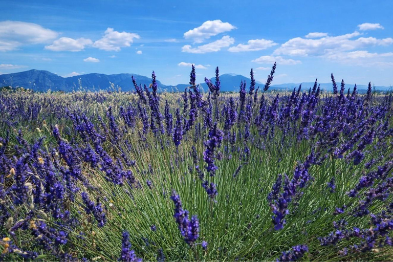 Verdon Gorge Day Trip from Nice · Route Napoléon & Provence