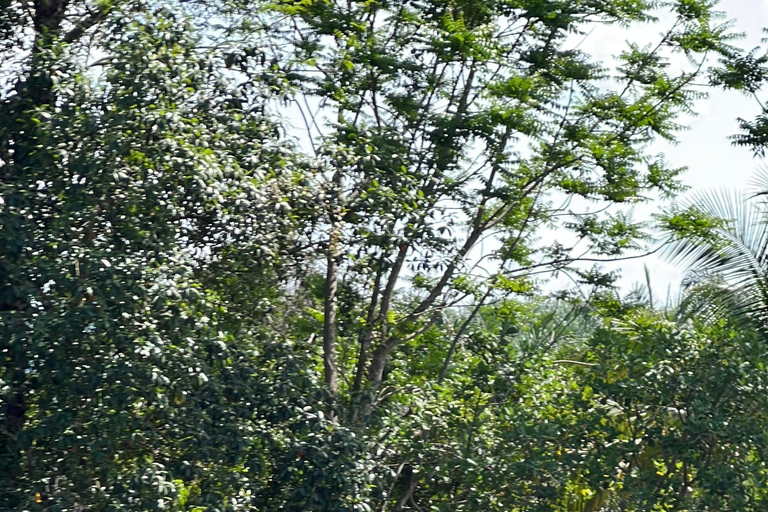 Phuket/Phang Nga: 7 Kilometer Rafting Thrill + Zipline & ATV 7 km Rafting + Zipline + One Professional Photo