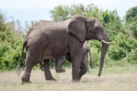 De beste gids voor de 3-daagse Masai Mara safari vanuit Nairobi