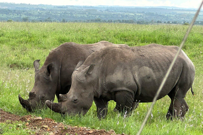 Depuis Nairobi : Parc national, centre pour bébés éléphants et girafes