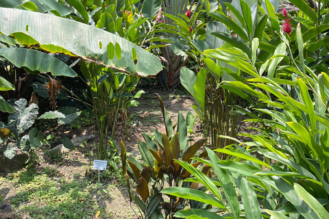 Cartagena: Guided Experience in the Botanical Garden