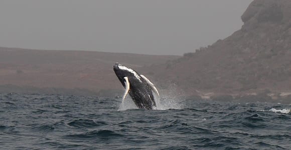 Whale watching tour SEASONAL