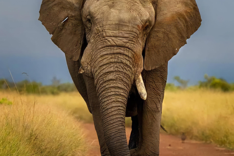 Kenya: Safari di 5 giorni a Ol Pejeta e Masai Mara