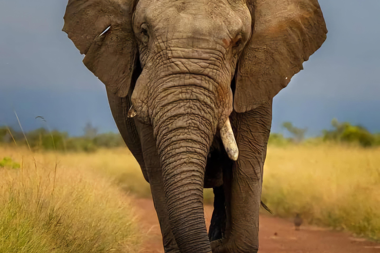 Kenya: Safari di 5 giorni a Ol Pejeta e Masai Mara