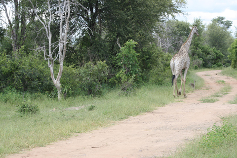 Excursión de un día completo al Parque Nacional de Chobe (safari y crucero)